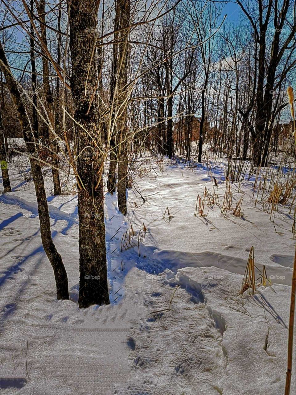 a cold winter walk in the woods
