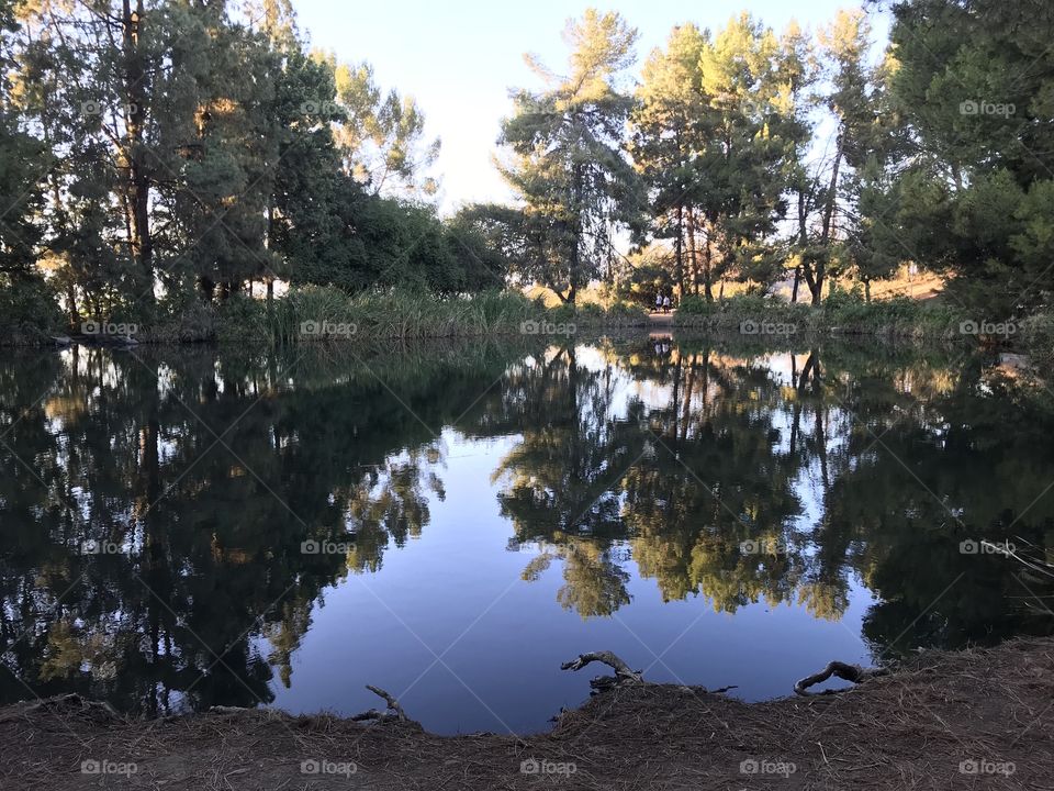 Serene tree lined pond. 