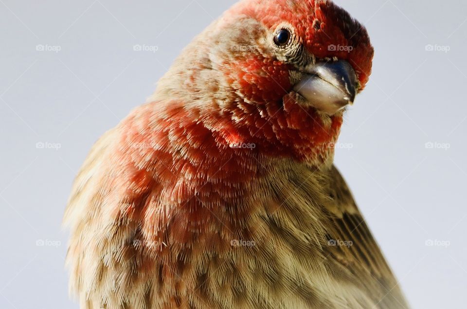 Stunning red finch