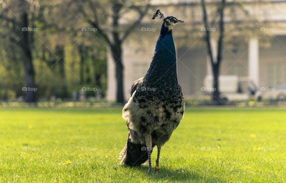 A honorable peacock