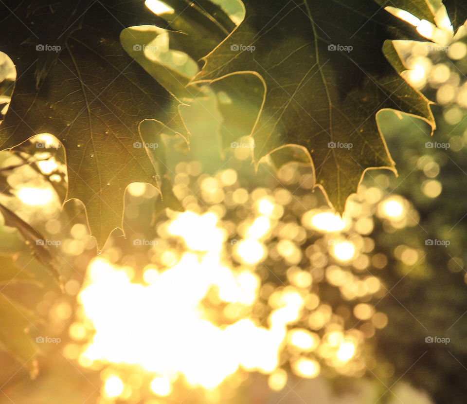 🍃Bokeh pearls from the sunrise pouring through green leaves.
Taken in Chestnut Hill, MA, USA.