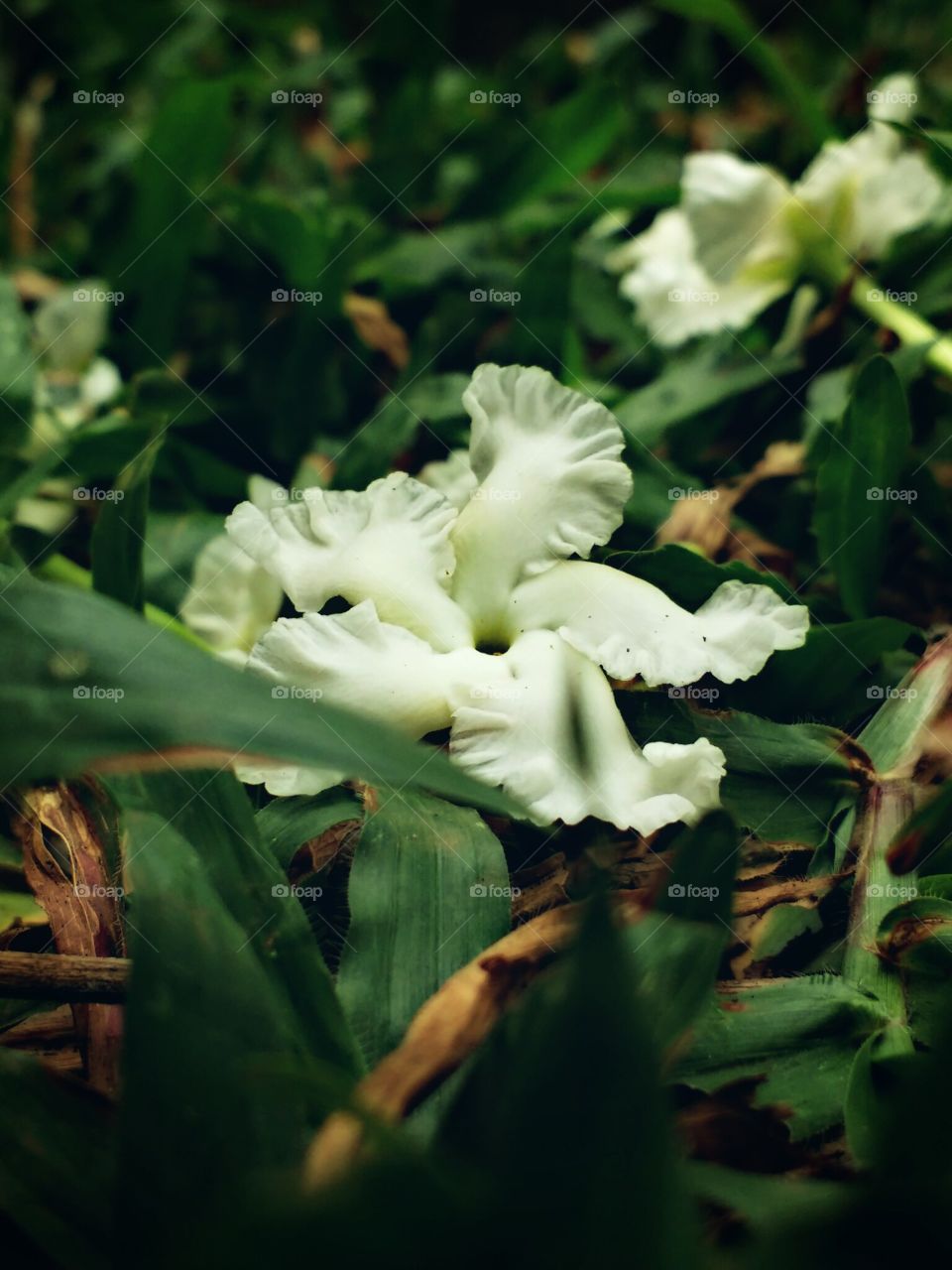 white flowers