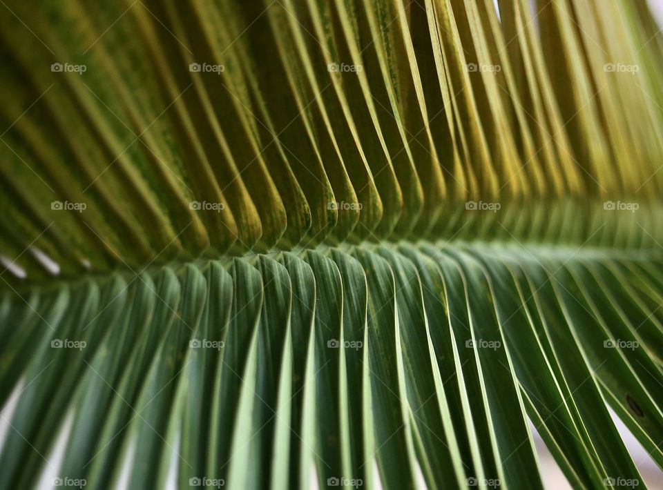 Leaf of palm