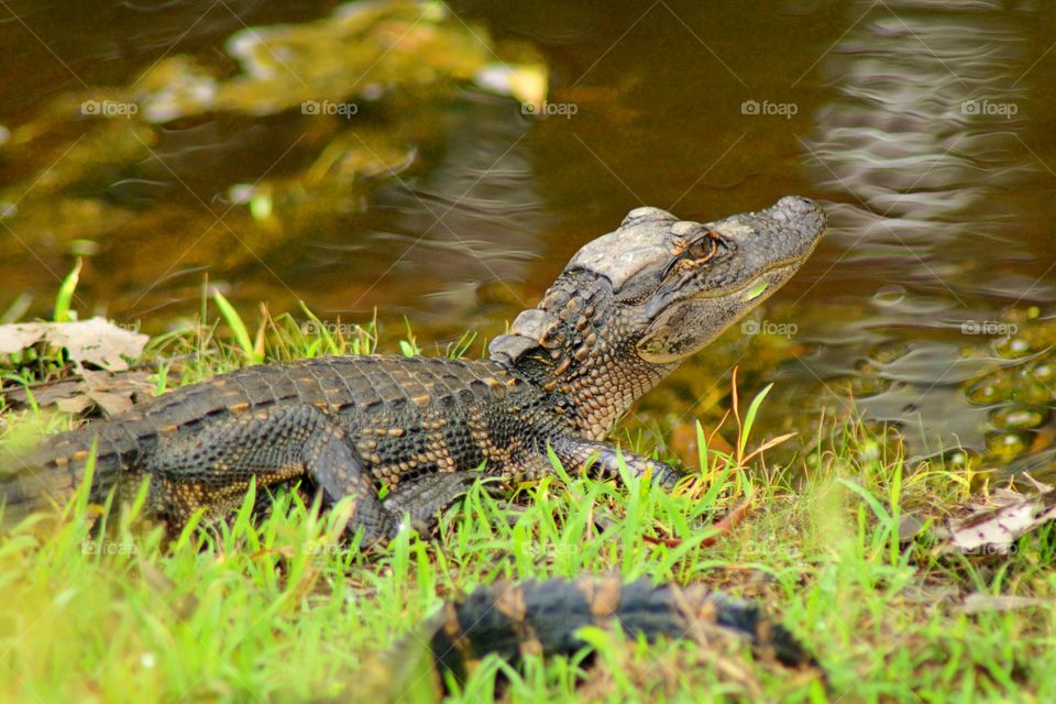 Close-up of a baby alligator