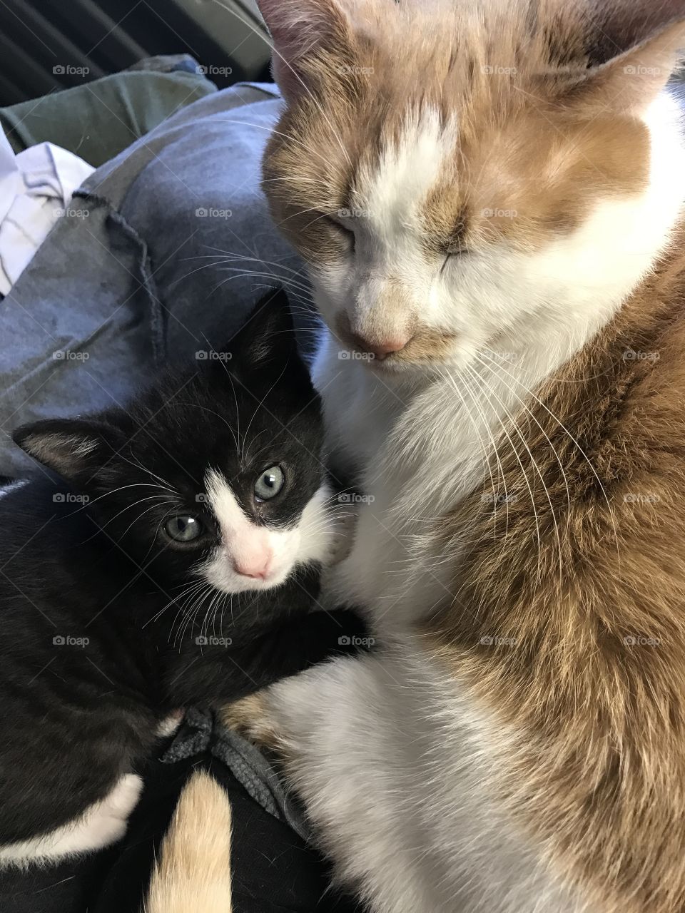 Mother and daughter cats