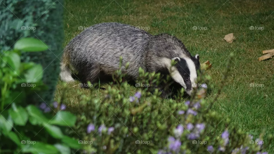Badger 