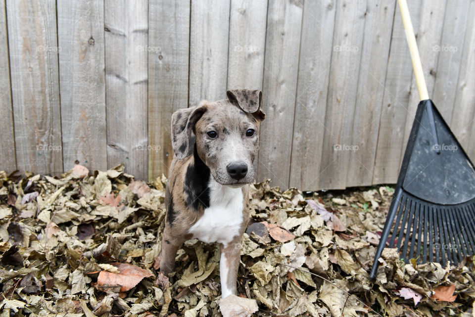 Monochromatic image with gray tones of a mixed breed spotted puppy in a pile of leaves