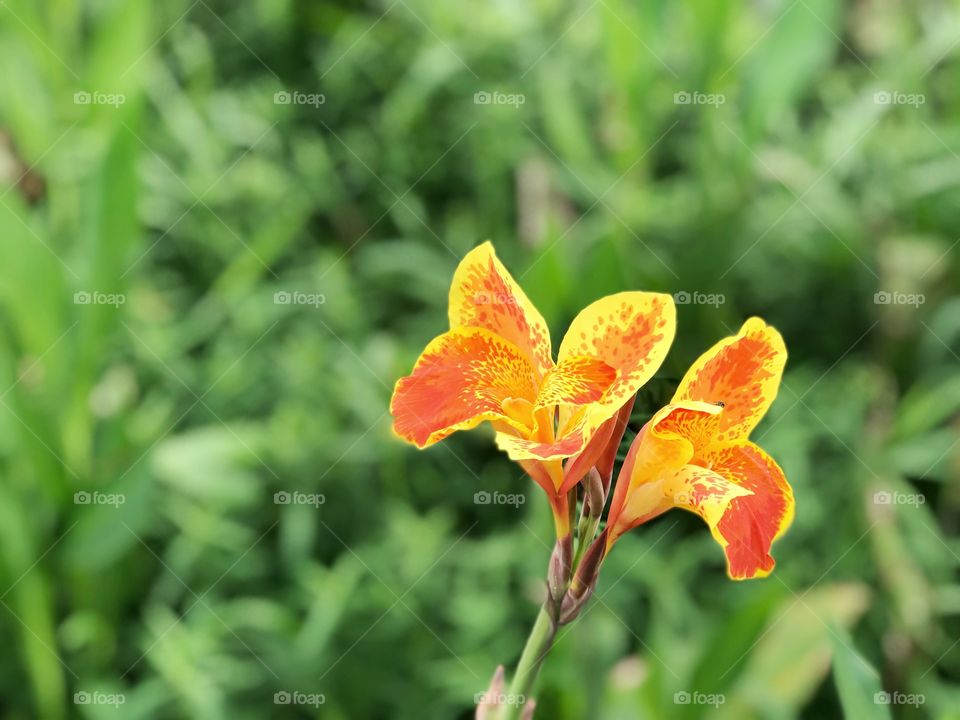 Canna flower, lily flower 