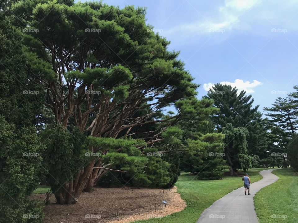 Trees looking on Path
