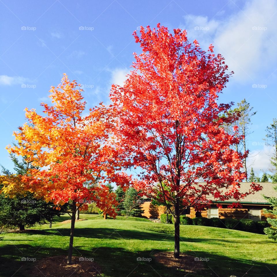 Fall in northern MN. 🍁