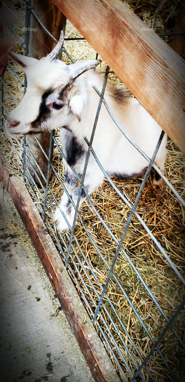 petting farm  goat