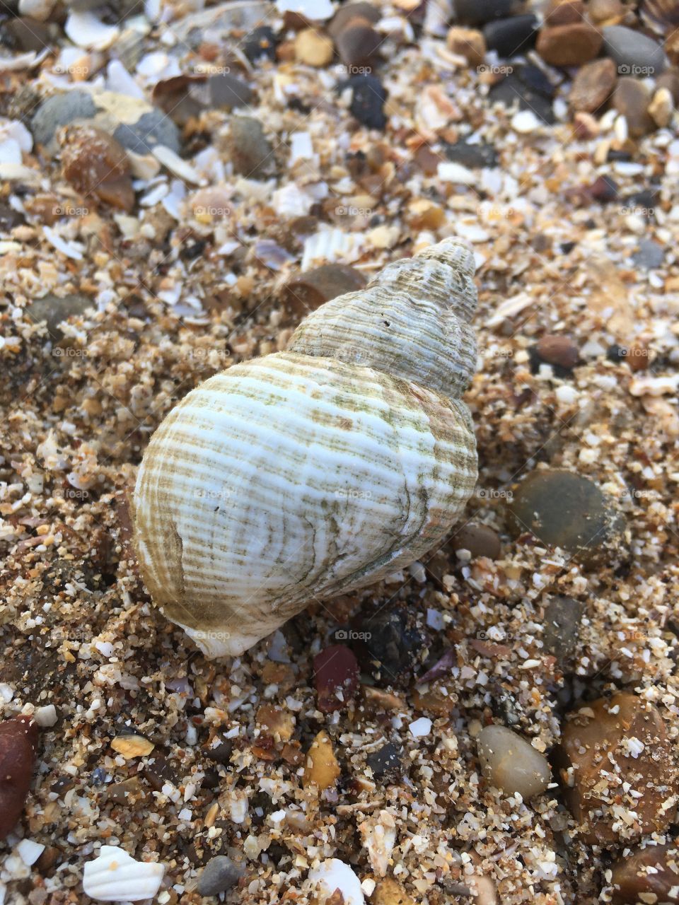 Shell close up - it’s a keeper