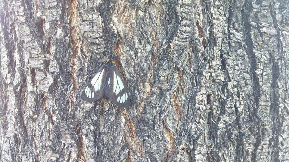 Moth blending in with tree bark