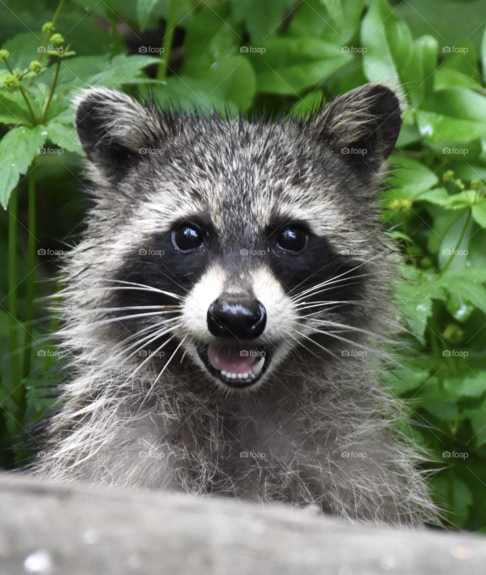 Raccoon selfie