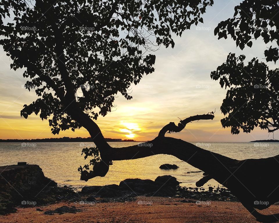 Tree beside beach against sunset sky