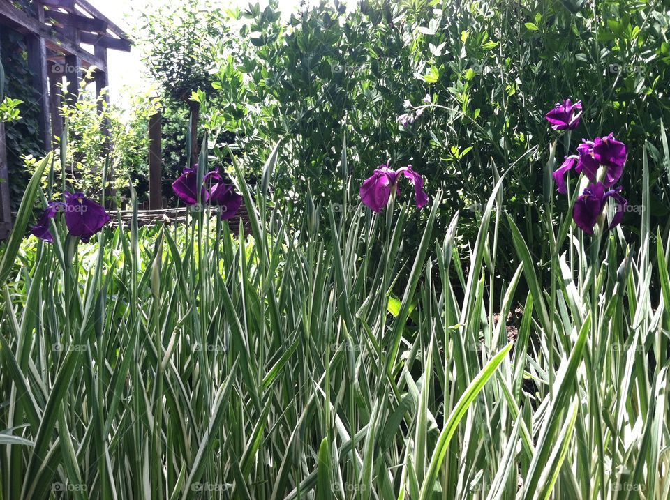 Iris in bloom. Iris in bloom