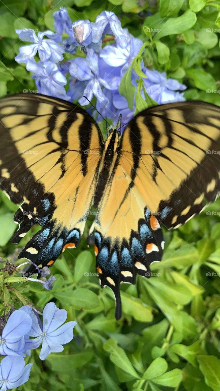 This tiger strip butterfly has a touch of blue at the skirt of its wings.  This butterfly was found at Disney’s Animal Kingdom parking lot.  This butterfly was not phased by how close I was.  No zoom!  #Disneyvlogger #SeaWorldvlogger