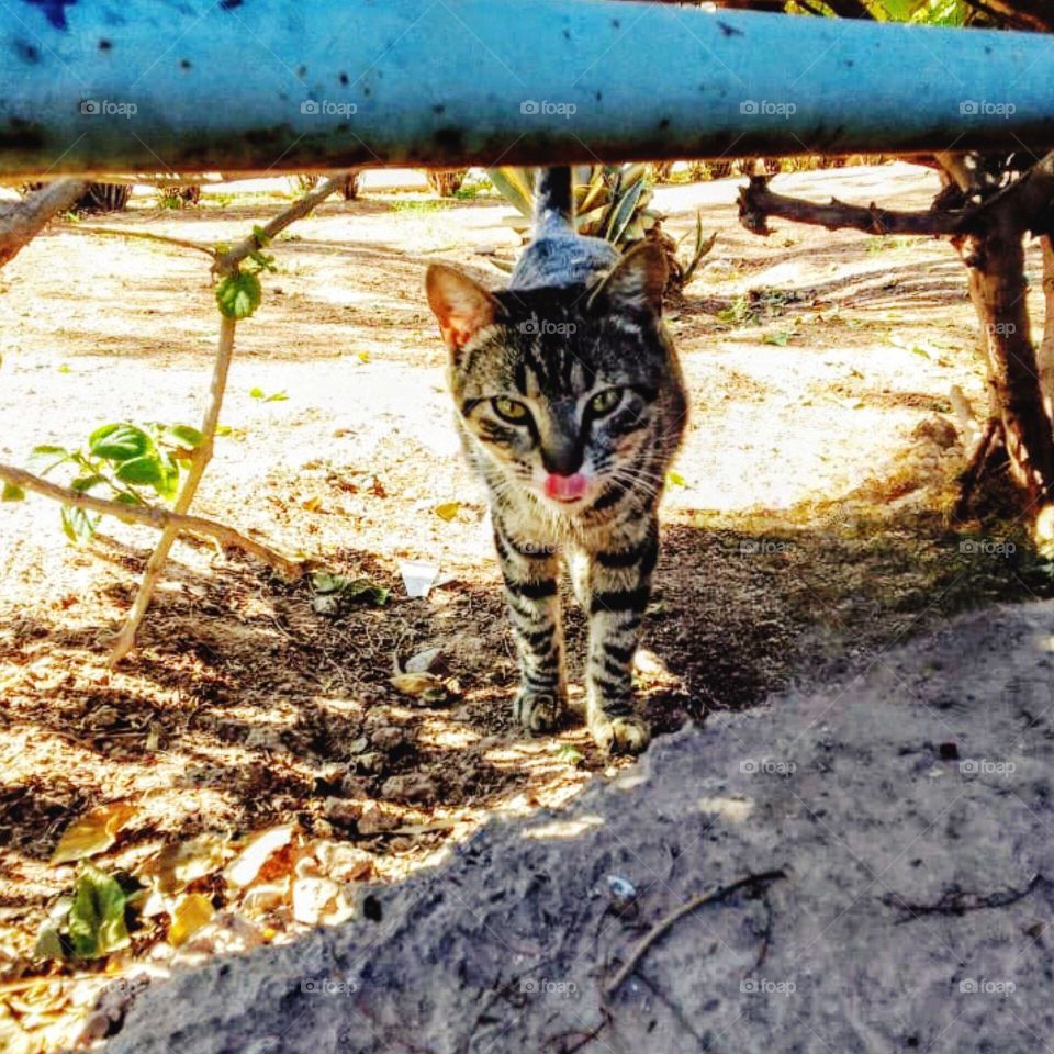 adorable cat, nice animal, nice shot