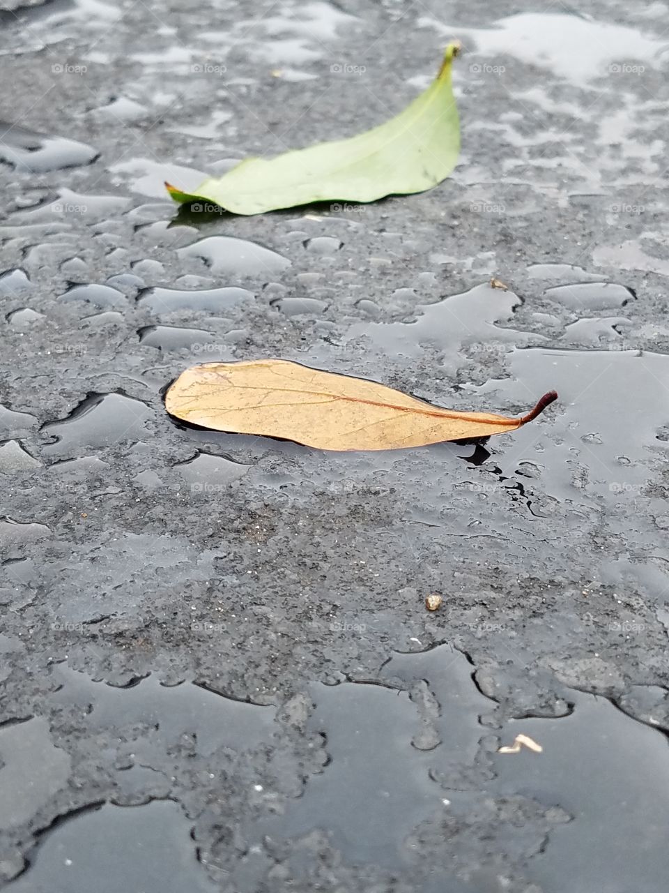 leaves on ground