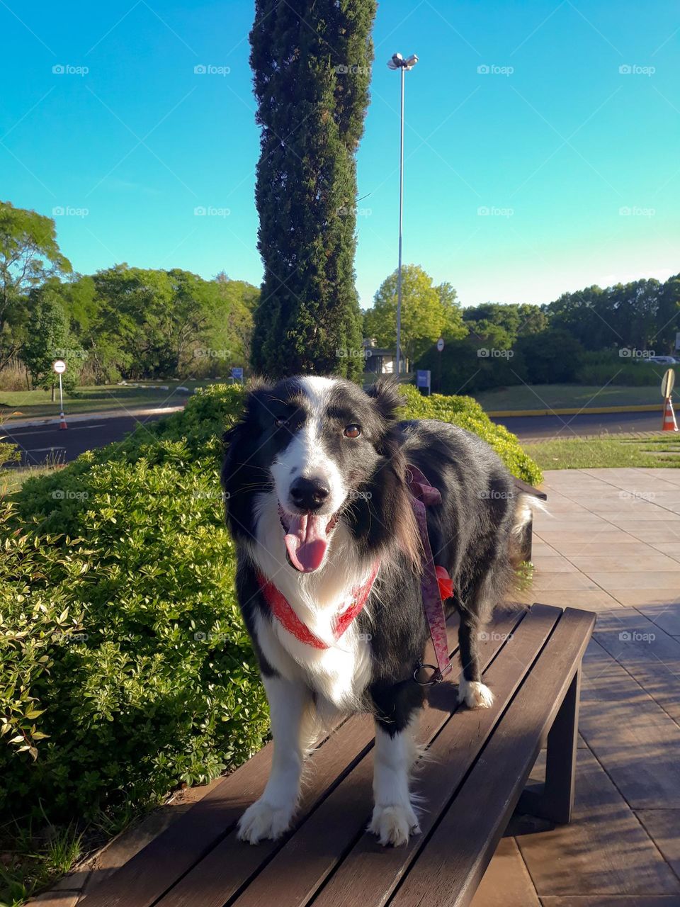 Border Collie