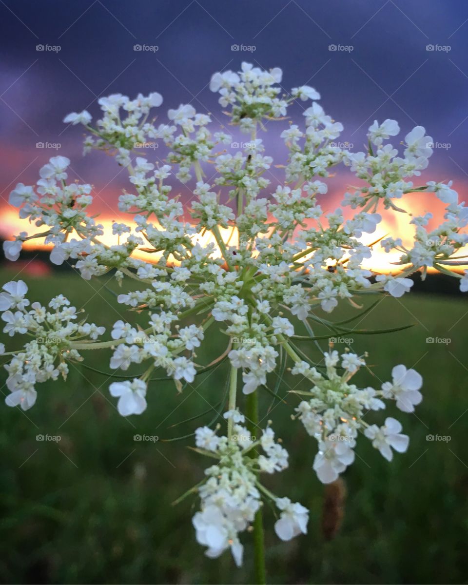 Flower in the sunset