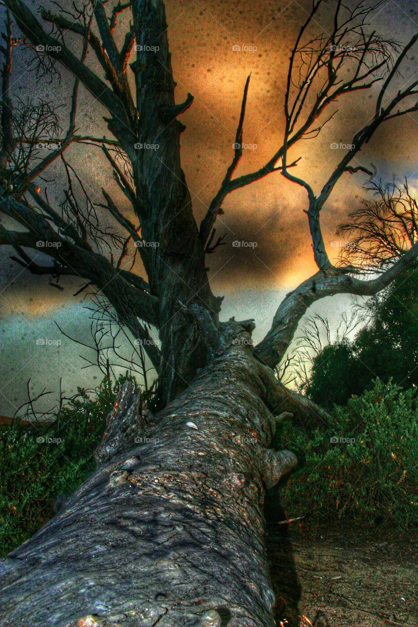 High angle view of fallen tree