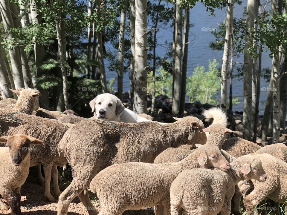 Dog assists in herding sheep