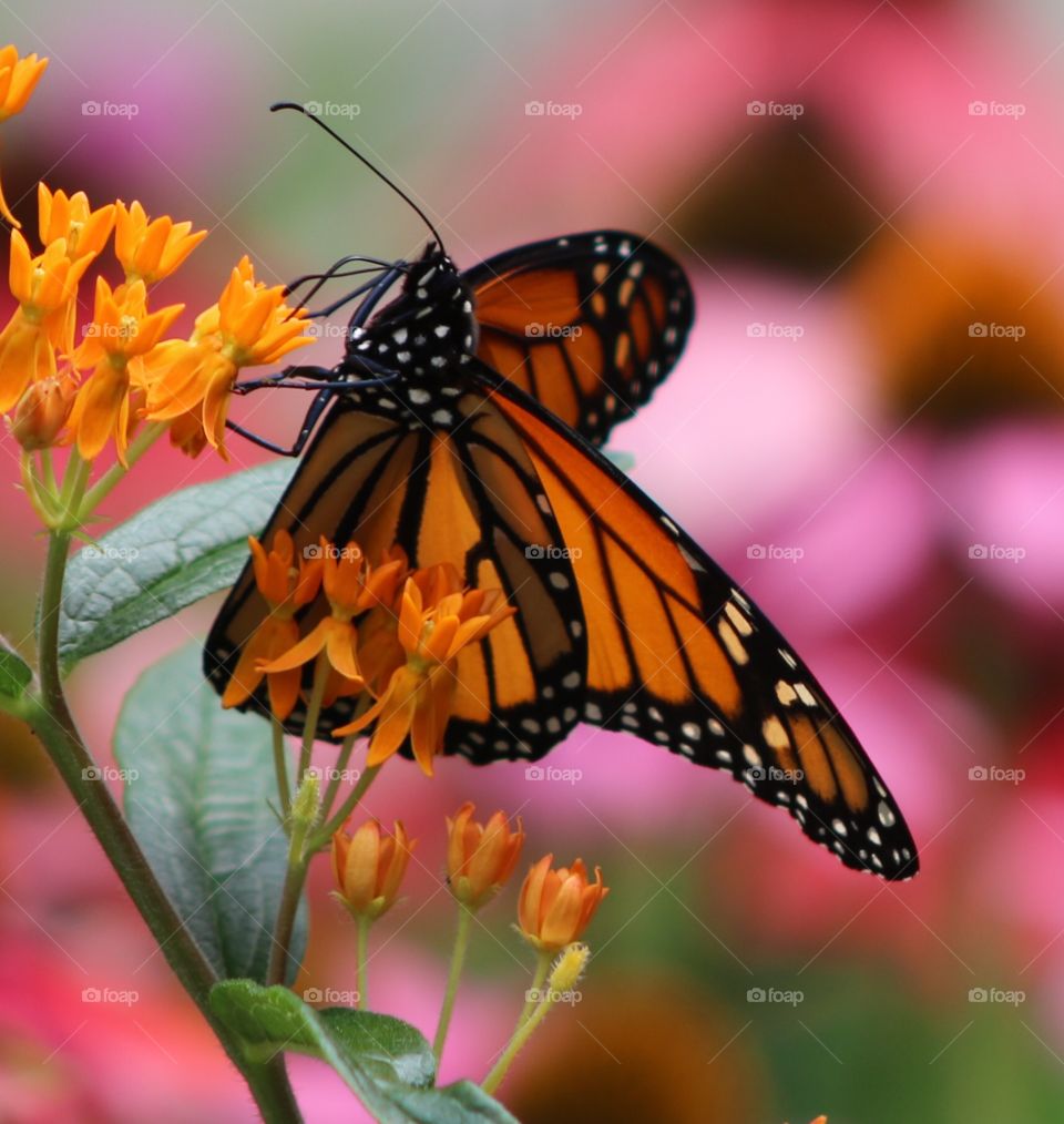 Monarch butterfly feeds on orange butterfly weed on a hot and sunny summer day. 