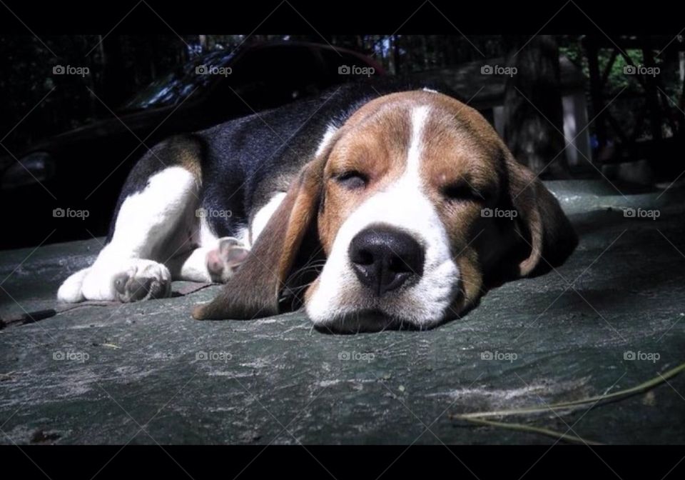 summer dog sleeping puppy by arman