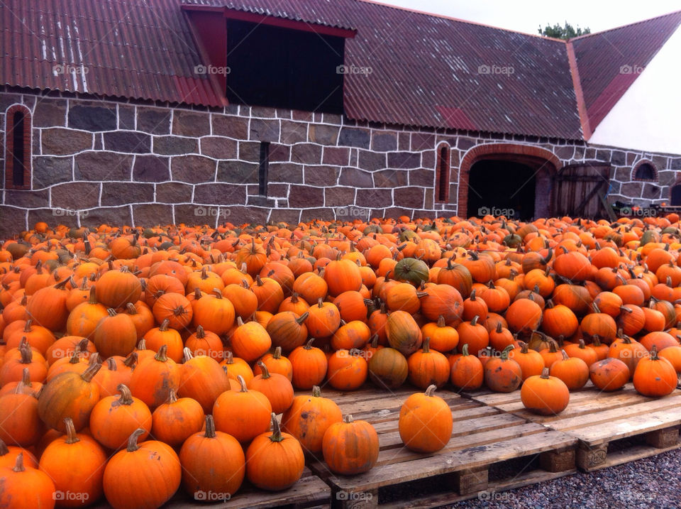 sweden harvest löderup höst. by goransv