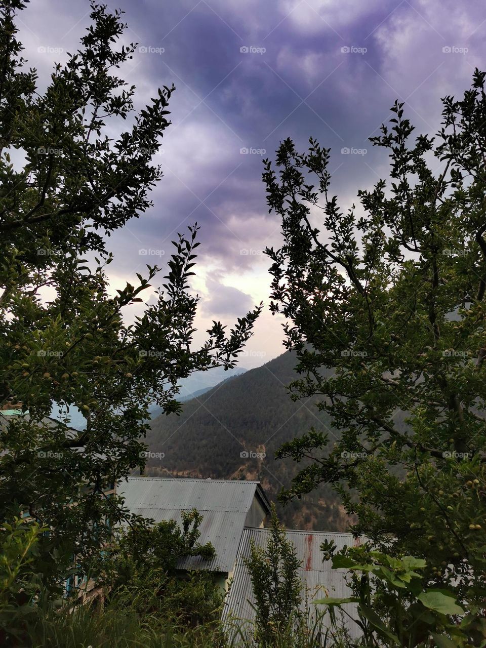 Summer's orchard greenary