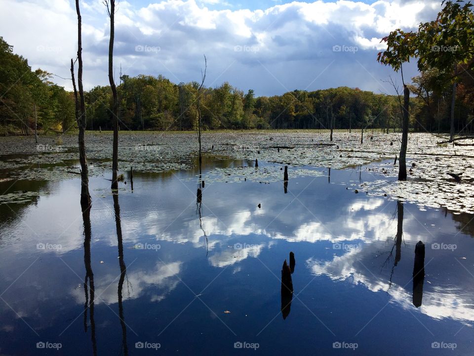 Beaver Pond. A quiet fall day along the trail of a beaver pond. 