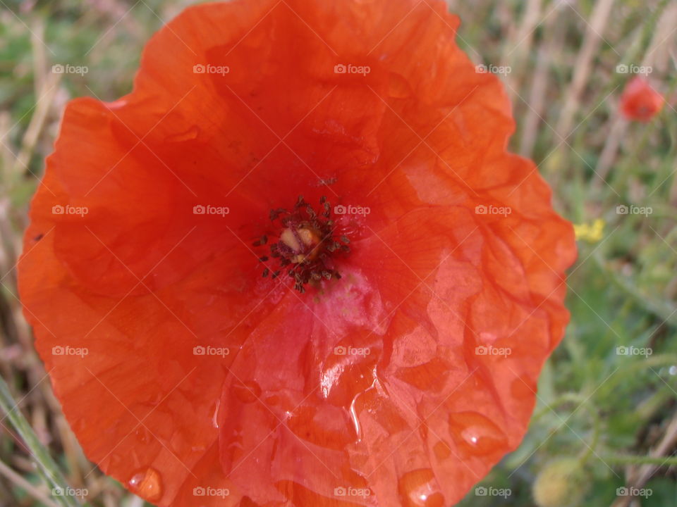 A Red Wild Poppy With Rain Drops