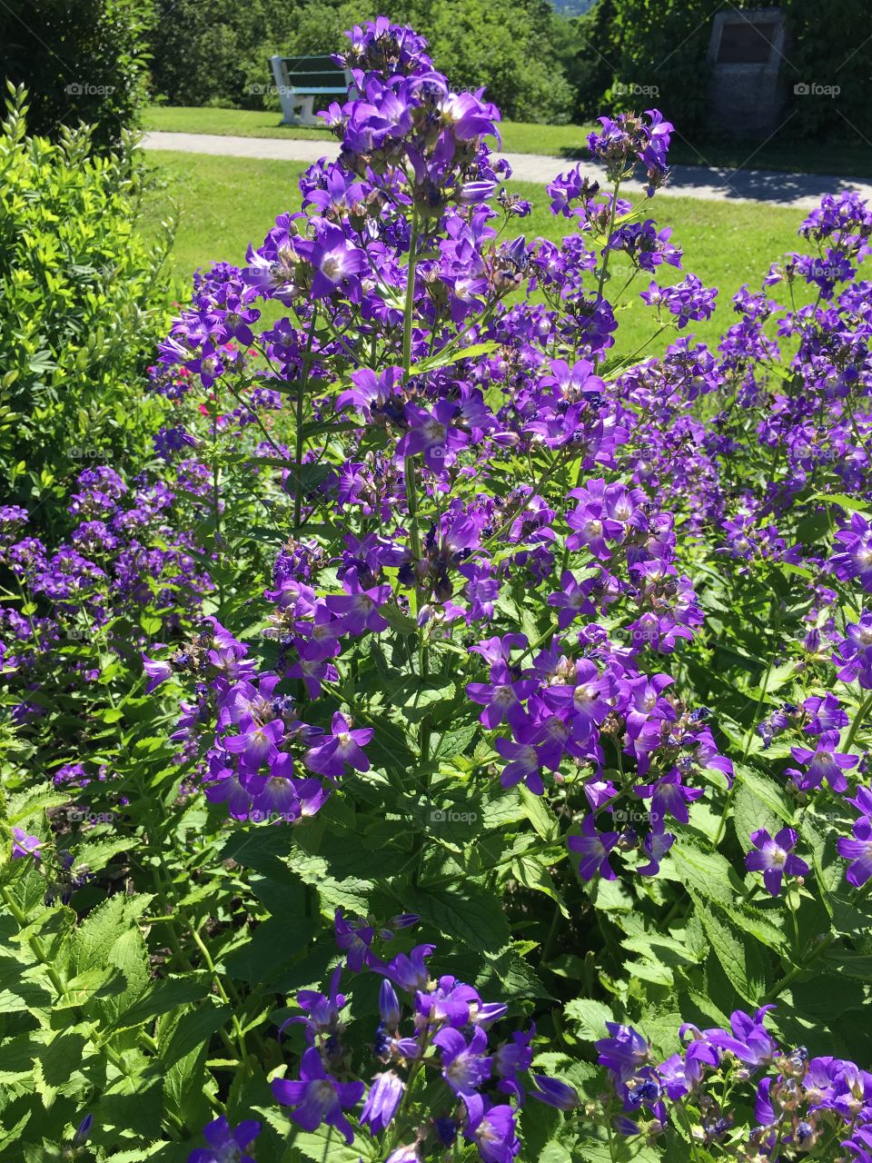 Purple flowers