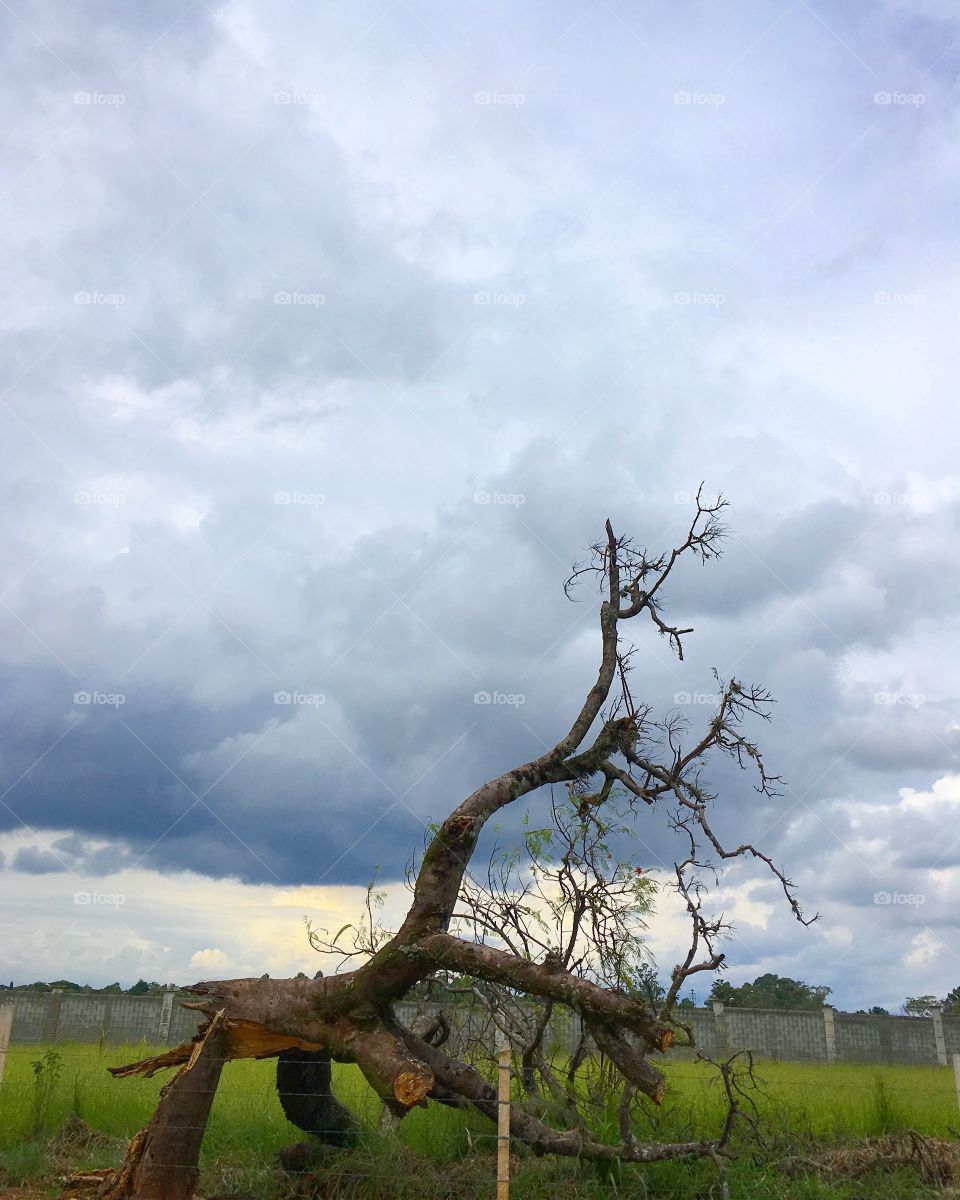 Olha aí o que acontece com #chuva e árvores velhas... não combinam!
🌳
#paisagem
#natureza
#temporal