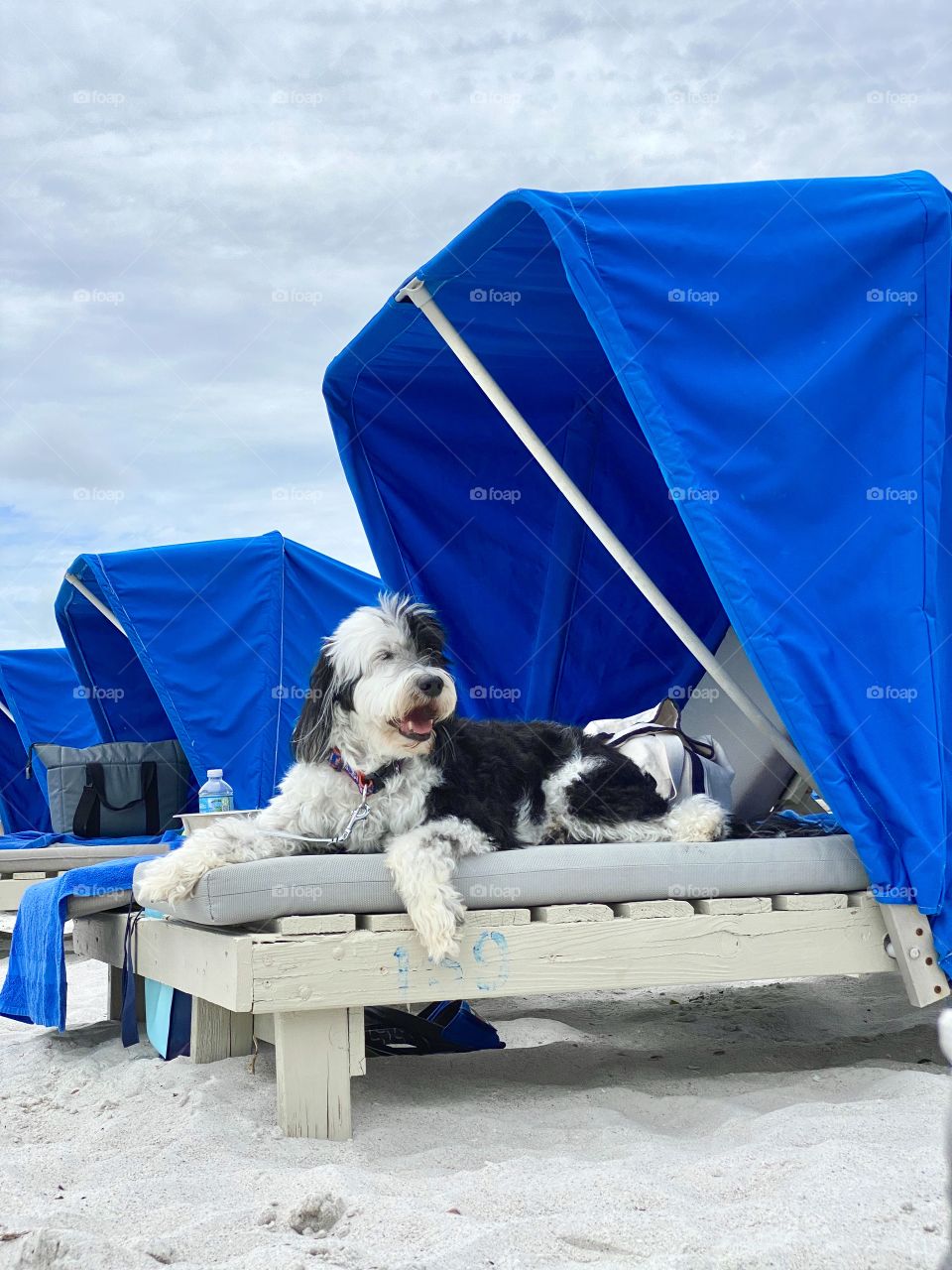 Dog enjoying a beach cabana 