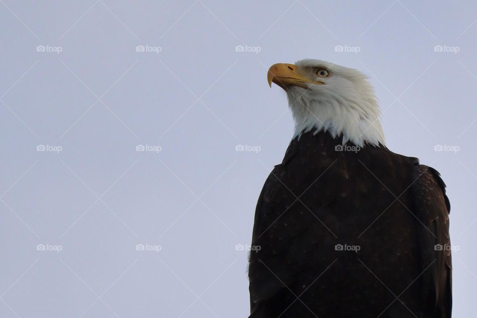 Single portrait of a mature bald eagle perching and watching with clear blue sky