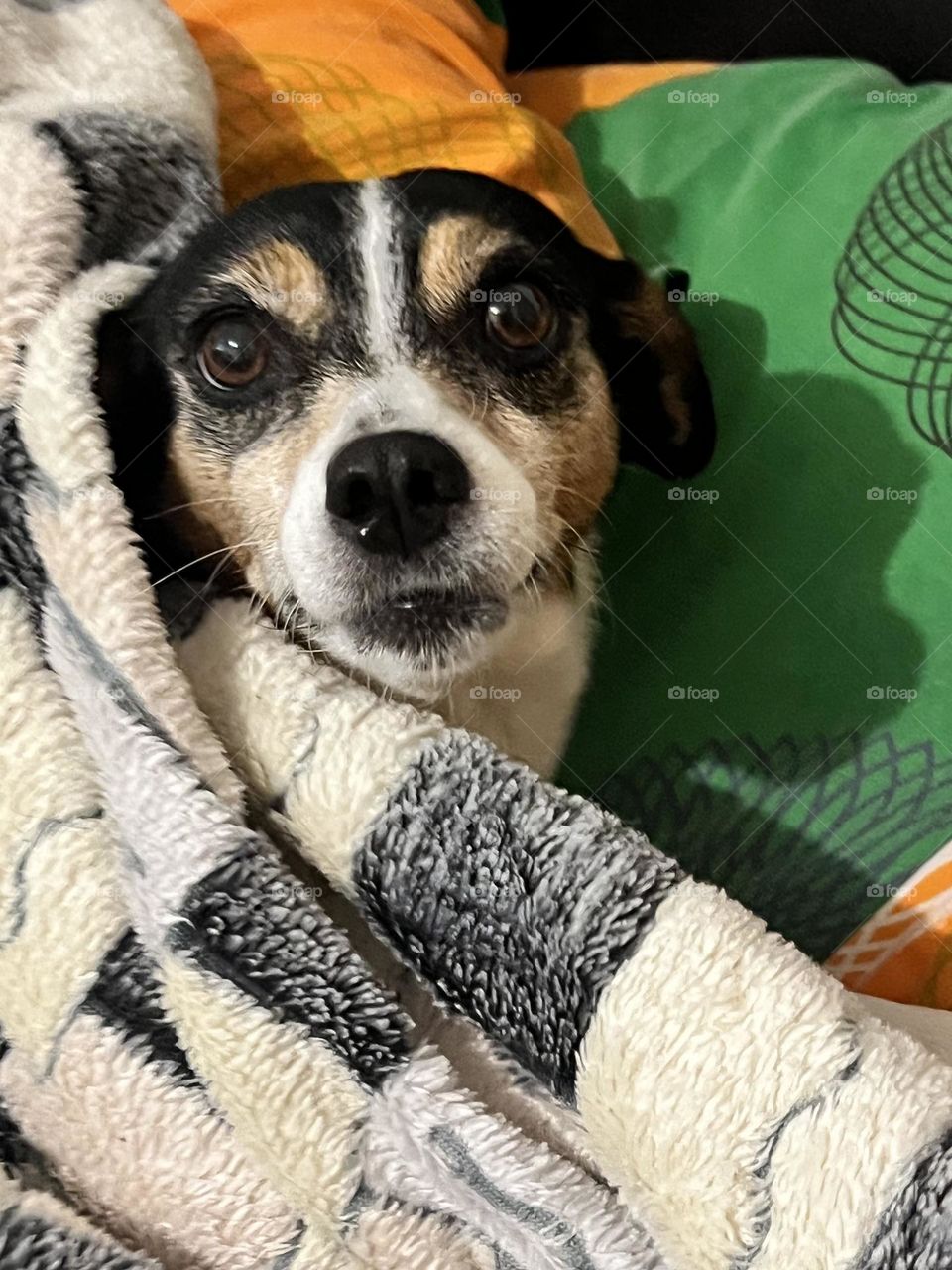 Dog on the bed with a blanket