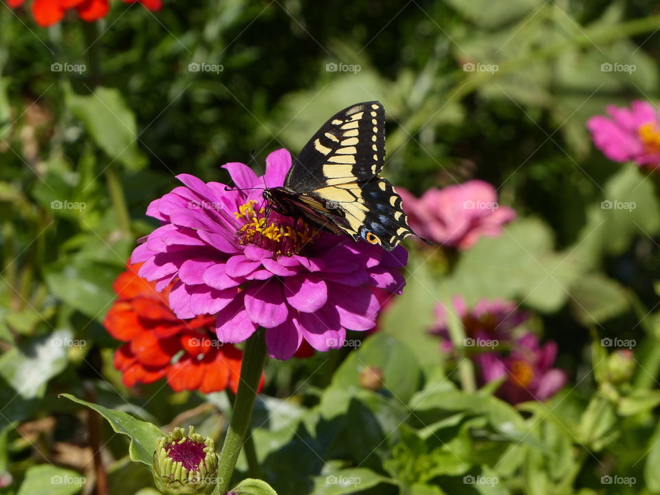 Overhead view swallowtail butterfly on zinnia 