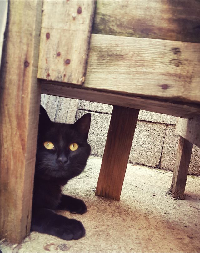 Cat TizóN