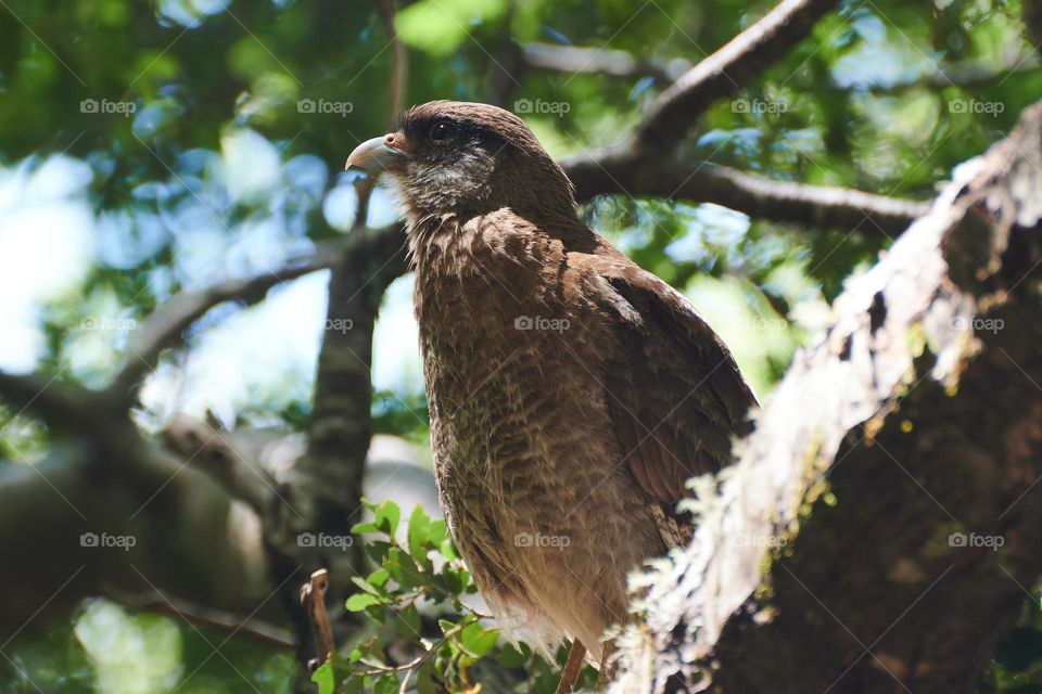 eaglet in a tree stalking