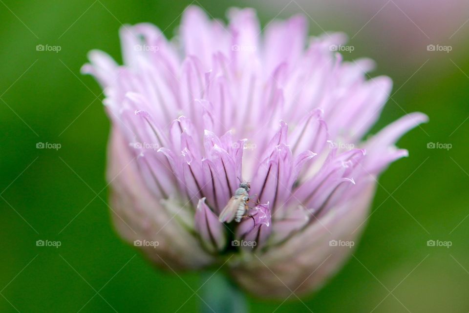 Chives Blossom with Fly