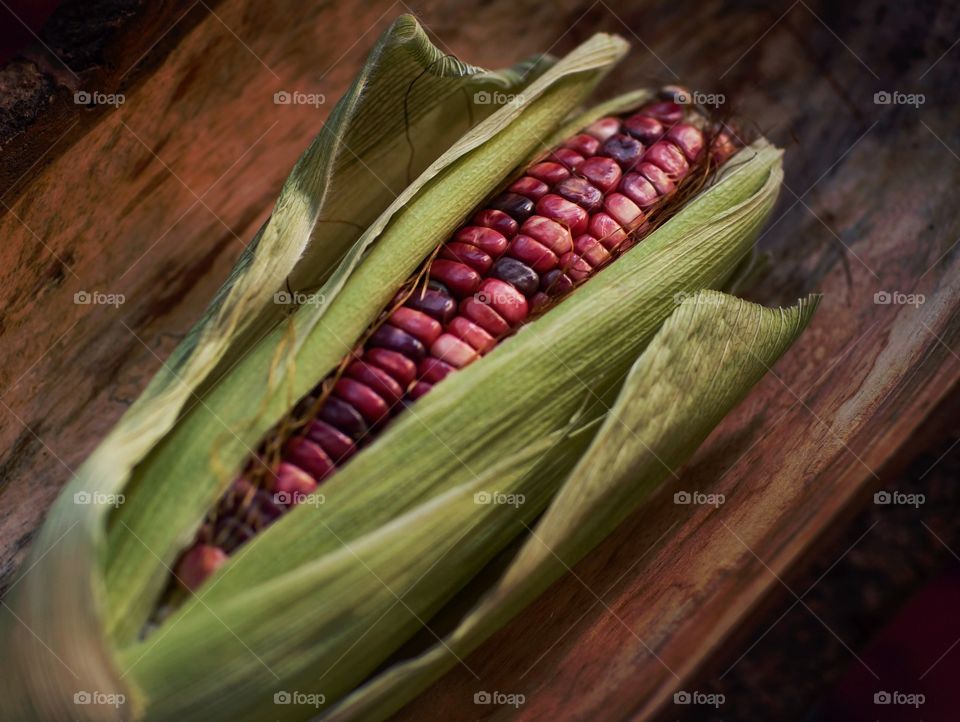 Heirloom corn in its husk 