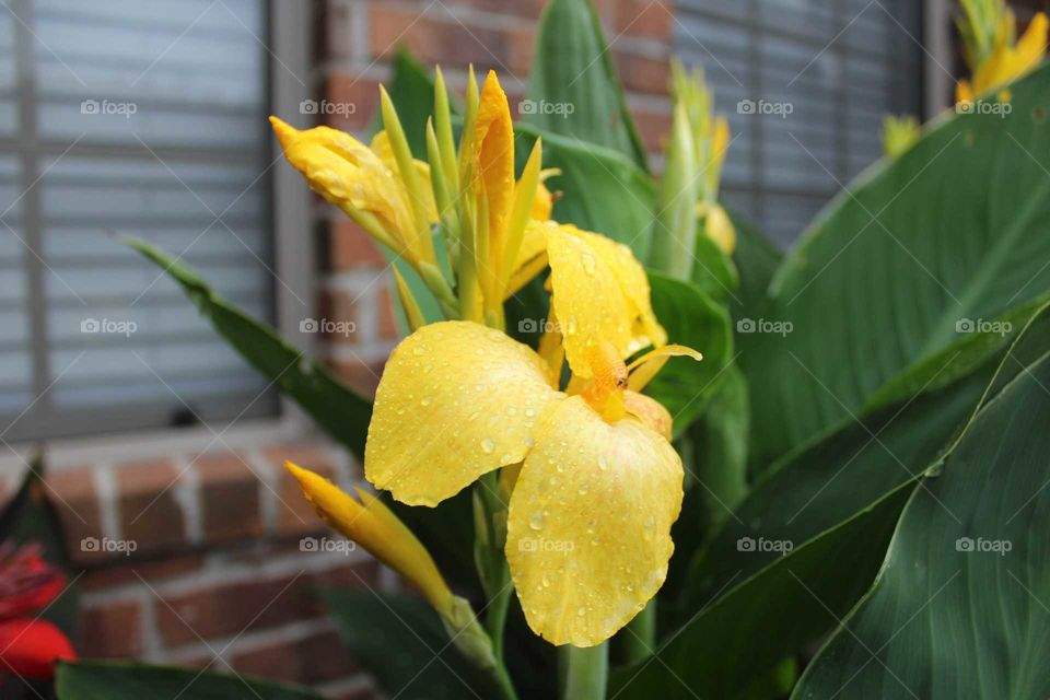 Yellow spring flower covered in rain drops