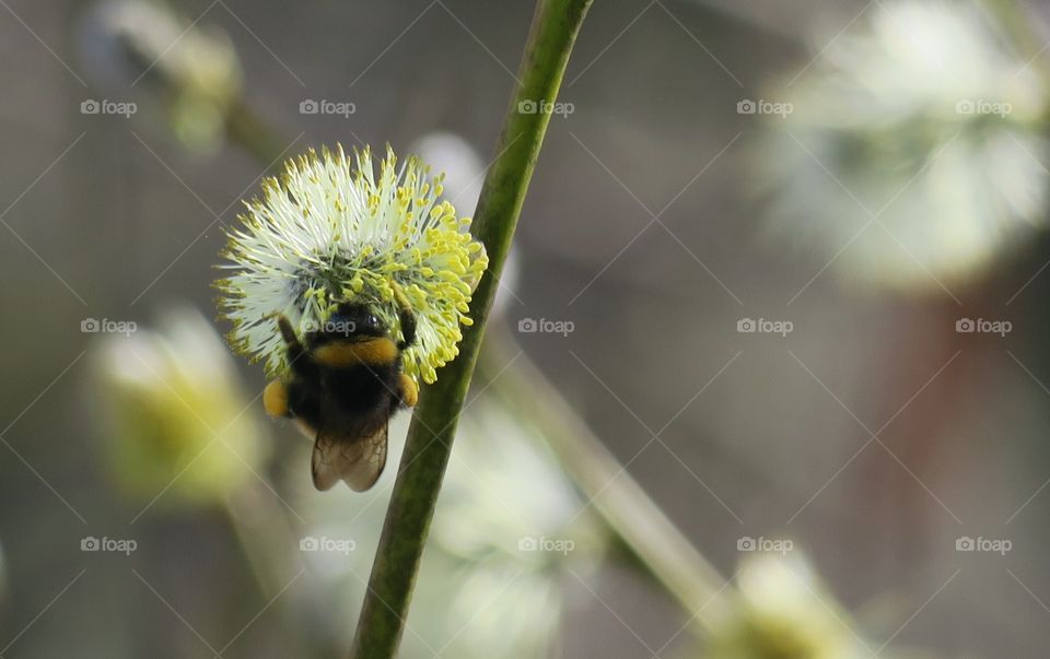 Springtime bud