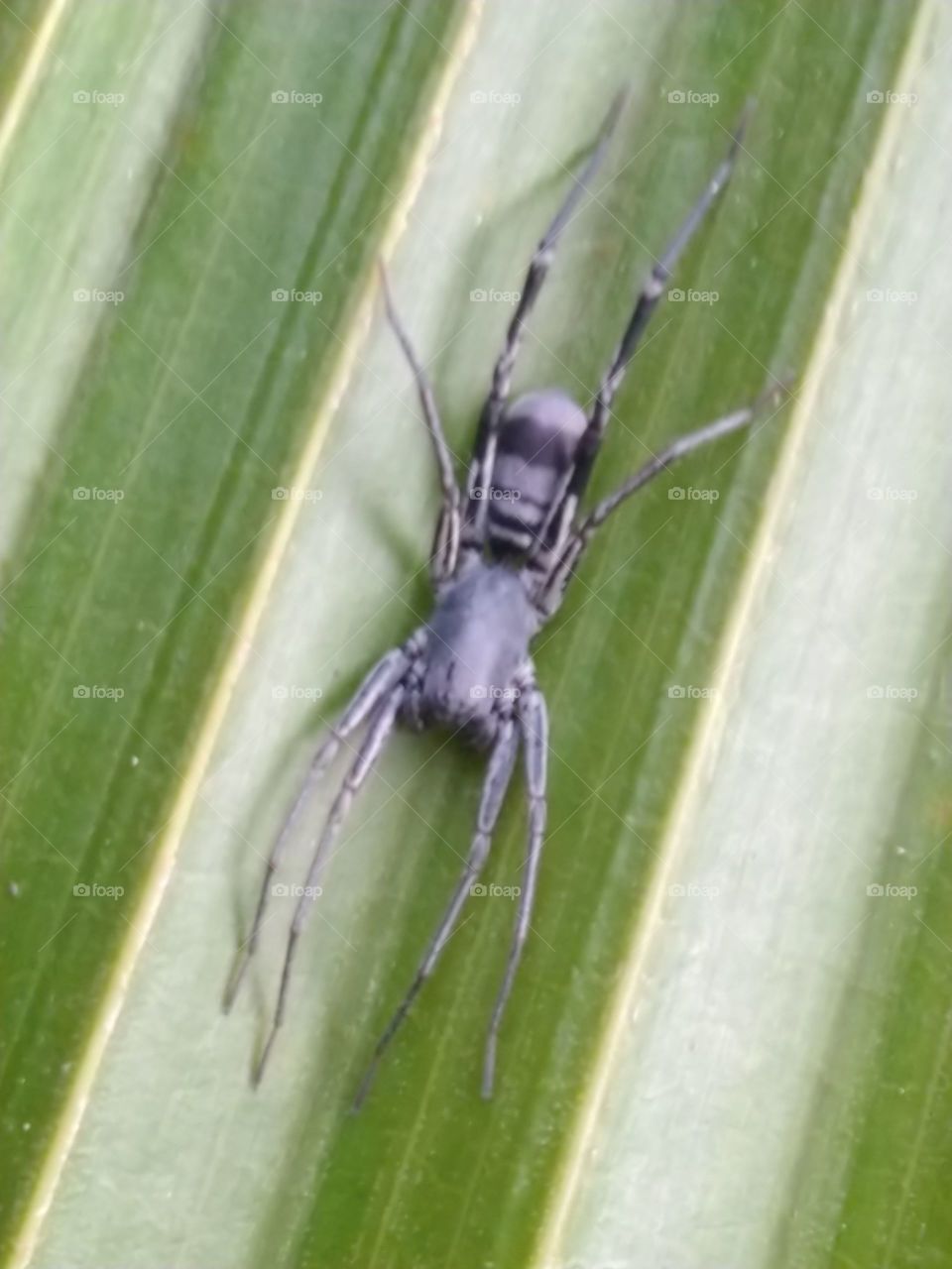 Black spider