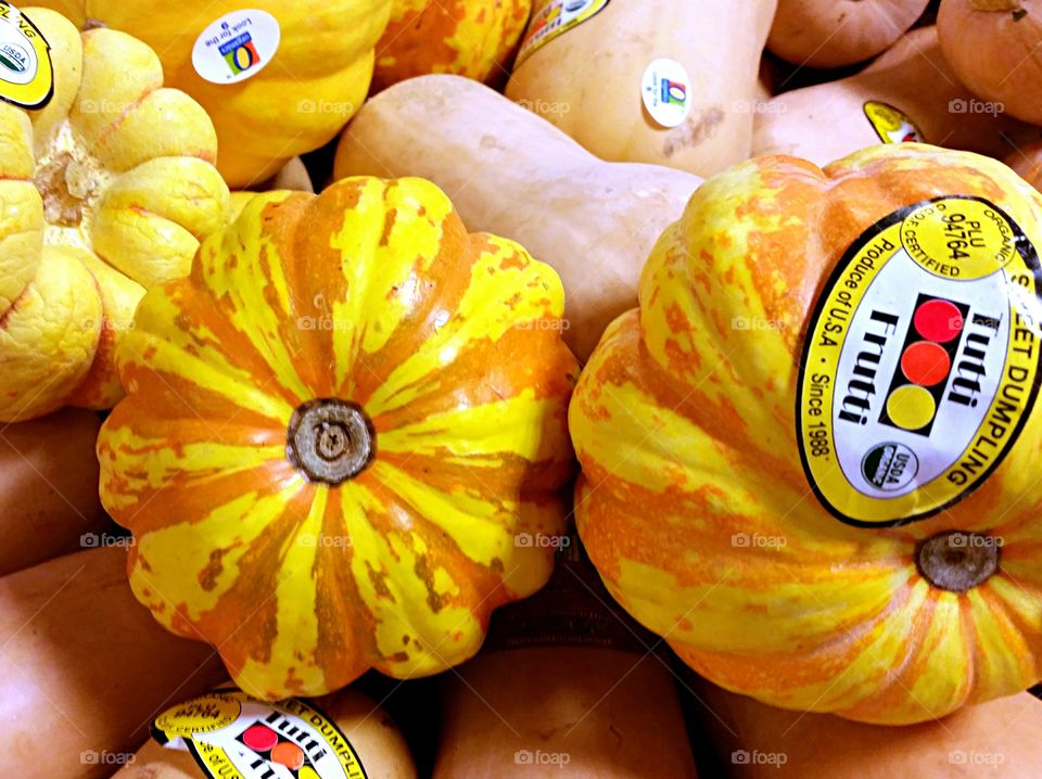 Yellow Squash. Colorful Yellow Squash