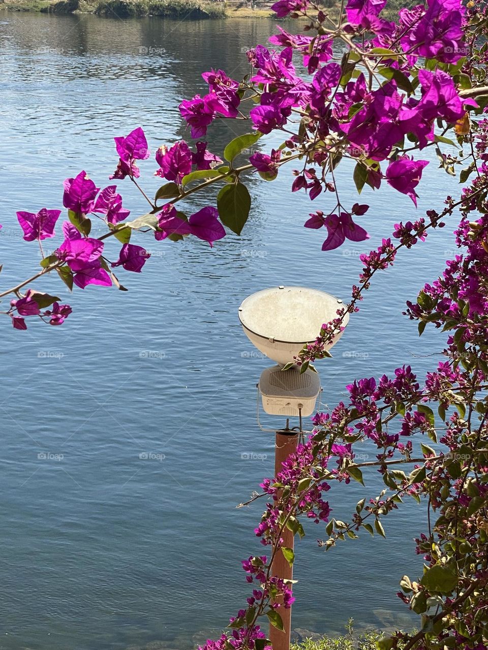 Purple flowers at the island of plants, Aswan city, e