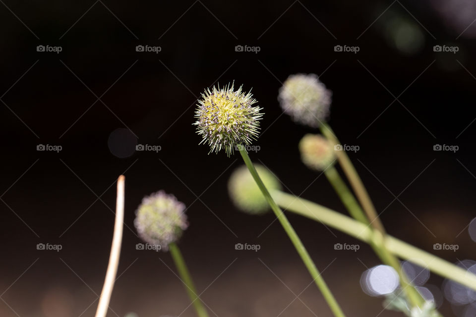 Flora of the Atacama Desert, Chile.  Flora in extreme dry conditions