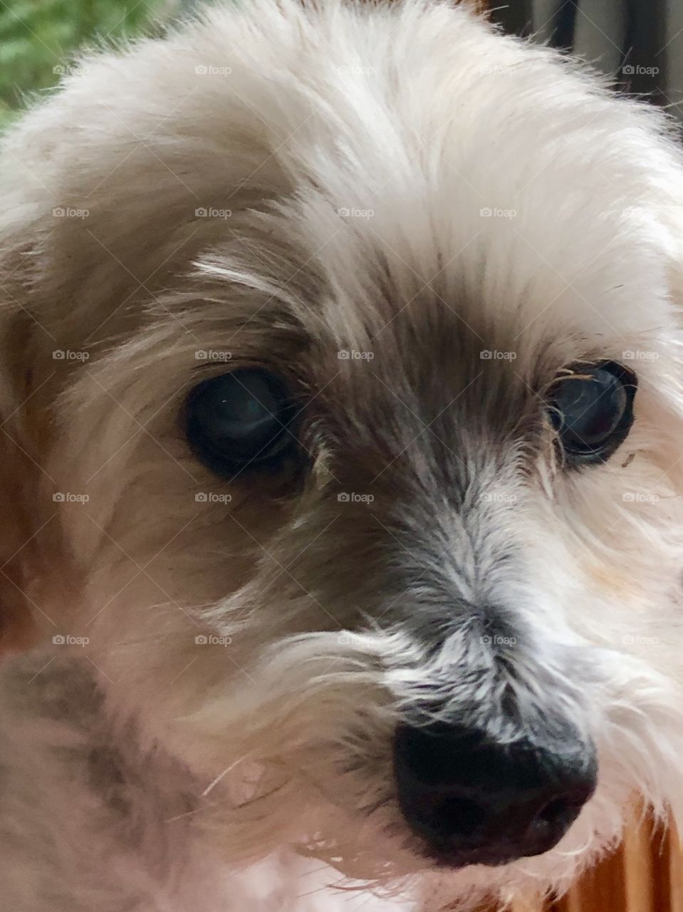 Closeup of a cute old Maltipoo dog